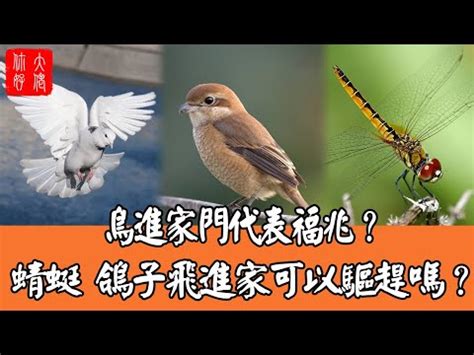 麻雀在家築巢|【麻雀在家裡築巢】麻雀在家築巢風水：影響運勢的玄機揭密！